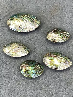 LOT OF 5 Unopened Abalone Sea Shell Beach Polished Craft 1.5  To 2.5  • $14.94