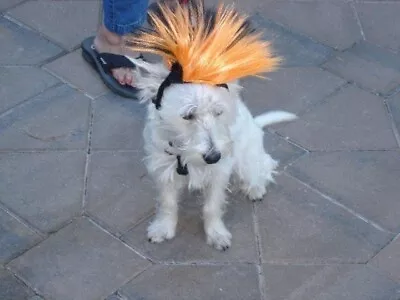 Mohawk Halloween Wig For Pets L/XL Black And Orange (slightly Used)--so Funny! • $18