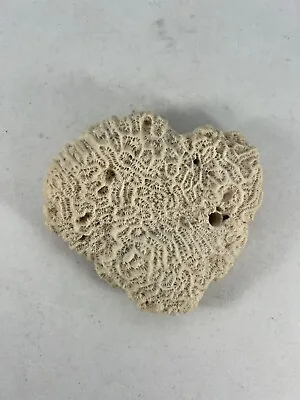 $15 • Buy Natural Piece Of Sea Coral Off White From Thailand Approx. 3  Long - Brain Coral