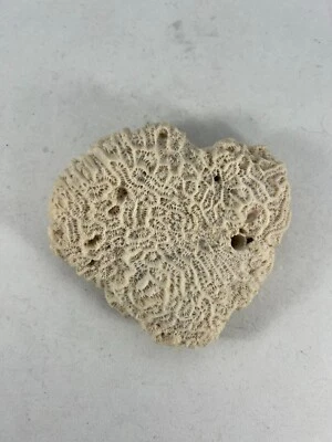 $15 • Buy Natural Piece Of Sea Coral Off White From Thailand Approx. 3  Long - Brain Coral