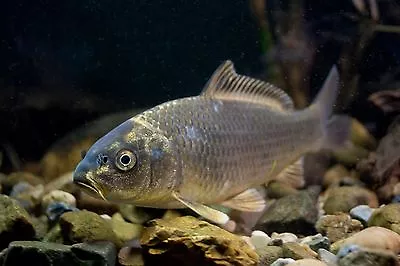 £2.95 • Buy Ghost Koi/Carp 2-3  - Pond/Koi/Tench/Goldfish - MF Aquatics 