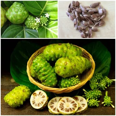 Noni Fruit Plant Seeds 100 Organic Morinda Citrifolia India Mulberry From Ceylon • $7.99