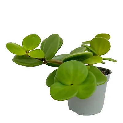 £9.25 • Buy Peperomia Hope In 6cm Pot Trailing Succulent House Plant