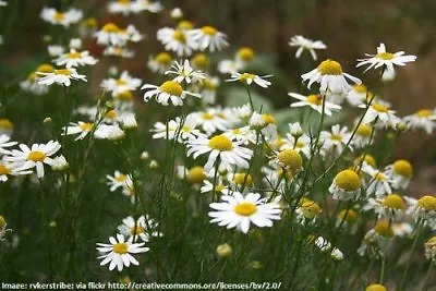 Chamomile Matricaria Herb Garden 5000 Seeds - Easy Grow Your Own Chamomile • £2.49