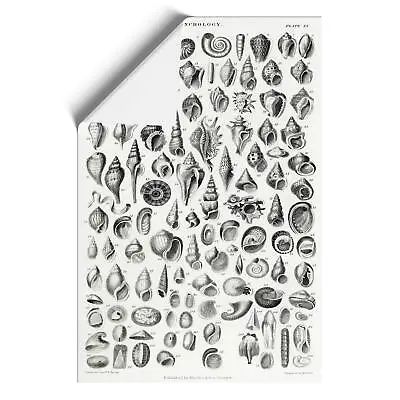 Study Of Mollusc Shells Xx Oliver Goldsmith Wall Art Print Framed Canvas Picture • $23.56