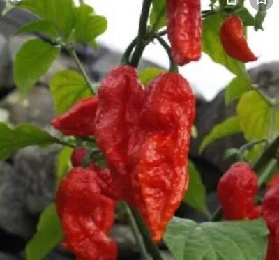 £1.40 • Buy NAGA Chilli 16 Seeds / Bangladeshi Bombai Morich / Naga Plant 2020