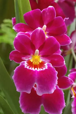 IN SPIKE / BUD ~ FRAGRANT ~ Miltoniopsis Orchid ~ Miltoniopsis Red Tide '15159' • $34.99