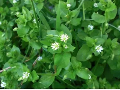 Organic Stellaria Media  Common Chickweed 2023 Seeds~Annual Medicinal Edible • $3.95