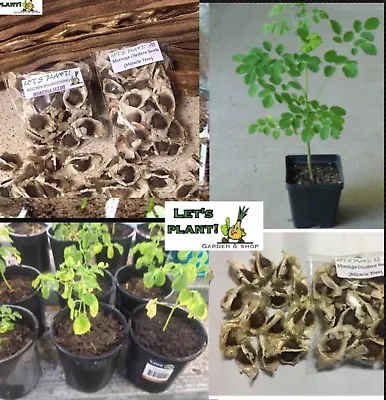 £33.48 • Buy 100+ Fresh Organic Moringa Tree Seeds Germinates Within A Week During Summer