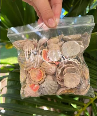 SALE Hawaiian Sunrise Shells Whole & Chips Uncleaned Craft ENTIRE BAG • $250