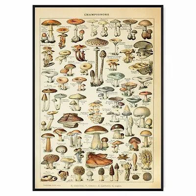 Mushroom Poster Vintage Fungi Print Art Wall Art Home Decor Poster Print A5-A1 • £4.99