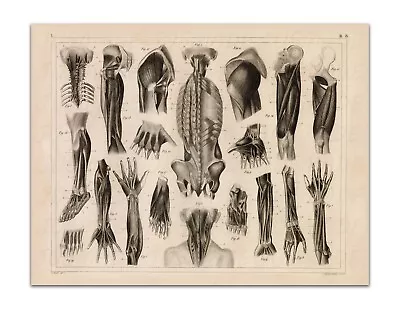 Anatomy SKELETON MUSCLES LEGS ARMS FEET HANDS Vintage Illustration 22x17  Print • $20.99