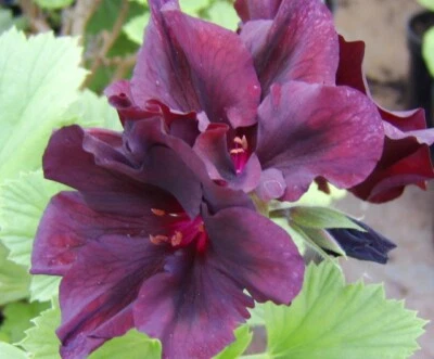 £3.75 • Buy Regal Pelargonium Springfield Black Ex 9cm Pot