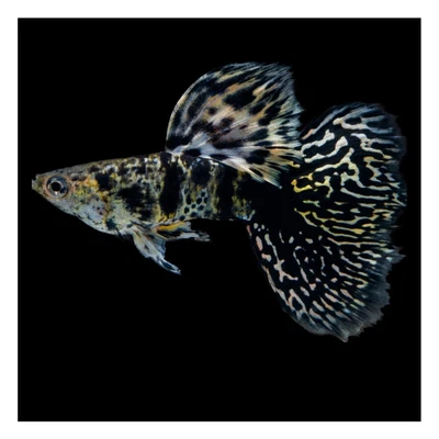 $35 • Buy 1 Trio Live Guppy Fish - Tiger King Cobra Ribbon - High Quality