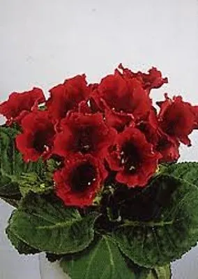 25+ Gloxinia Avanti Scarlet Flower Seeds / House Plant • £4.49