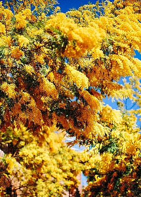 40 Golden Mimosa Tree Seeds | Acacia Baileyana | Fast GrowingYellow Waddle • $5.95