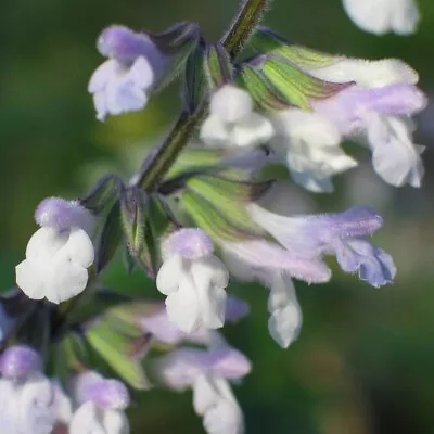 3x Salvia Phyllis Fancy Plant Plugs Sage Perennial White/blue Flowers • £9.95