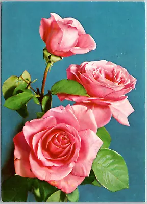 Roses Flowers Throns Picture Greetings Germany 1975 Vintage Postcard • $3.86