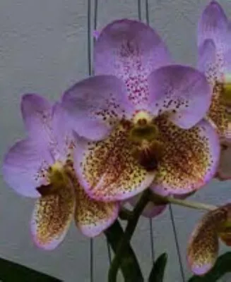 Orchid Vanda Boonserm Beauty Mad Happenings Plants • $43.95