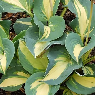 £9.99 • Buy Hosta 'Dream Queen' Herbaceous Perennial Hardy Plant In 9cm Pot