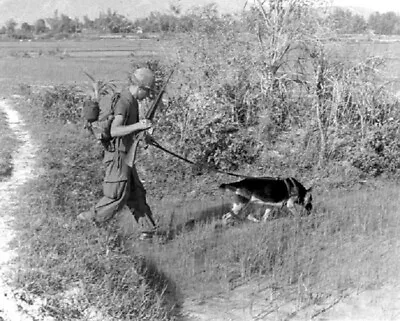 SP4 Bealock And Scout Dog Chief On Patrol 8x10 Vietnam War Photo 397 • $7.43