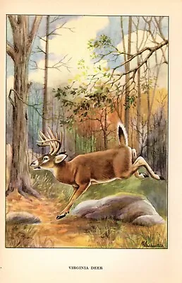 1926 Vintage ANIMALS  Virginia Deer  Full COLOR Art Plate Lithograph Print • $6