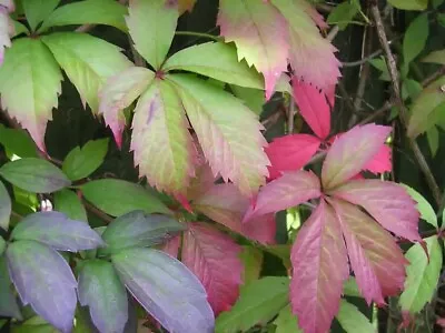 VIRGINIA CREEPER VINE CUTTINGS 7++ Cuttings Parthenocissus Quinquefolia Red • $17.95