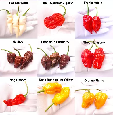 Worlds Hottest Chilli Seeds - 36 Seeds - 9 Varieties Inc Ghost Jalapeno • £6.99