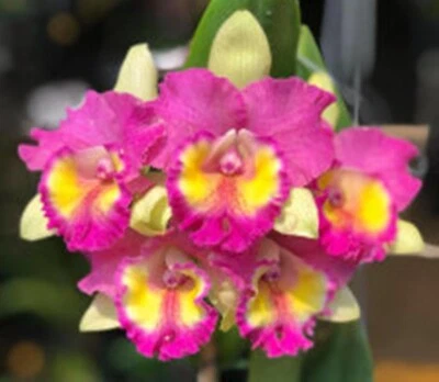 $12 • Buy Cattleya Mericlone Seedling Plant...Rlc Star Platinum #1