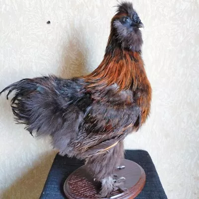 Chinese Silk Chicken Hen Taxidermy Stand Mount • $350