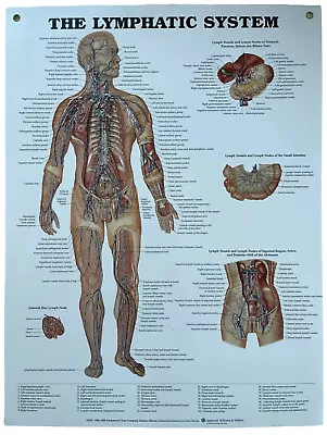 Lymphatic System Anatomical Chart Styrene Plastic 20x26 With Grommets • $98