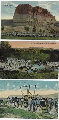 Lot Three Montana Views Sheep Ranching Early 1900's  0610-26 • $11.95