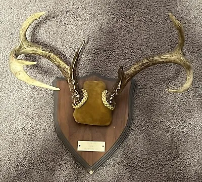 Whitetail Deer Antlers Mounted 8 Point Buck Rack Mount Wood Plaque Man Cave • $47.95