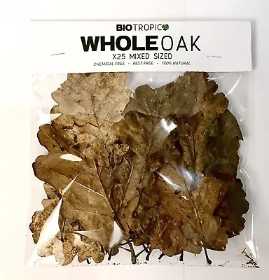 BIOTROPIC. Natural Whole Oak Leaf. For Millipede Beetle Isopod Woodlice Insects • £1.99