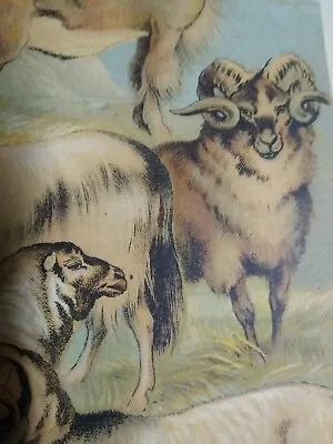 Antique Sheep Print Merino Bearded Argali Highland 1880 Johnson Lithograph • $19