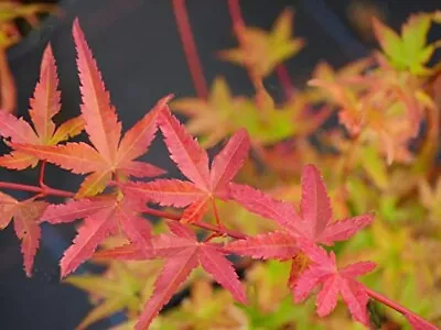 Acer Palmatum  Phoenix  In A 11cm Pot Ready To Plant - Japanese Maple For Autumn • £12.99