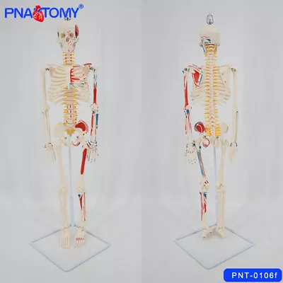 HANGING 85cm Skeleton Model With Half Starting And Ending Point Of The Muscle • $103.20