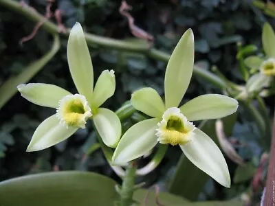 Vanilla Spice Orchid Live Variegated Plant ROOTED Approx. 18 + Long!!! • $30