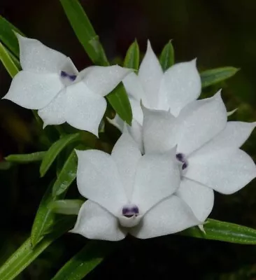 Dendrobium Subuliferum Miniature Terrarium Orchid Near Blooming Size • $25