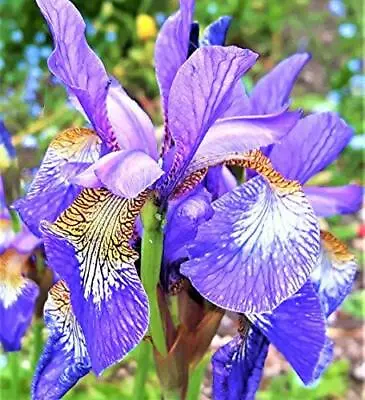 £8.99 • Buy IRIS SIBIRICA Blue MARIGINAL IRIS Stunning Blooms Through Summer In 9cm Pot