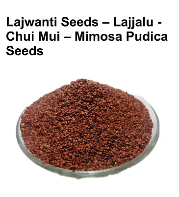 Lajwanti Seeds – Lajjalu - Chui Mui – Mimosa Pudica Seeds  100% Herbal & Pure • $12.59