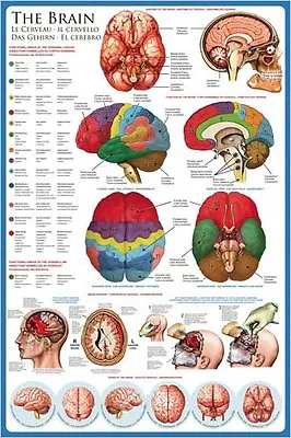 THE ANATOMY OF THE HUMAN BRAIN Medical Science 24x36 Wall Chart POSTER • $16.19