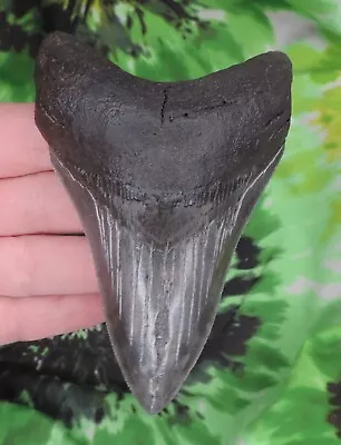 Megalodon Sharks Tooth 4 1/4  Inch Fossil Sharks Teeth Tooth • $42