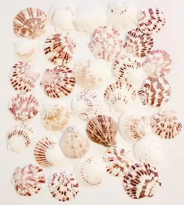 $8.99 • Buy 30 Pcs Scallop Shells Natural ~2  For DIY Craft Decor , Wedding Deco, Fish Tank