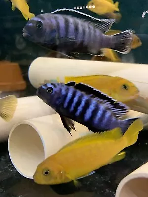 X6 Chindongo Salousi African Malawi Cichlids Tropical Fish 3-4cm Mbuna • £35