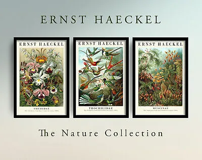 The Nature Collection - Set Of 3 Ernst Haeckel Prints - Birds Poster Orchids Art • $20.54