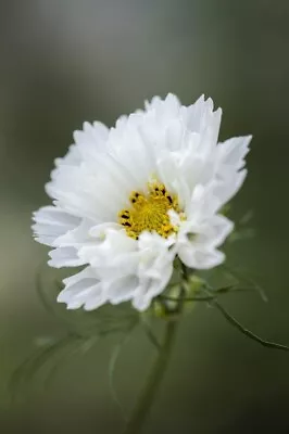 Cosmos Bipinnatus - Double Click Snow Puff - 10 Seeds Cut Flower Arrangement. • £2.99