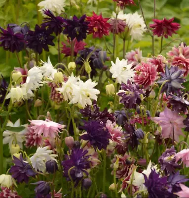 Columbine BARLOW Mix Perennial Dahlia-like Double Blooms Spring NonGMO 100 Seeds • $4.48