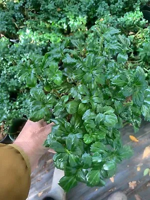 Pachysandra Green Sheen 1 Gallon.  6 Plants • $40