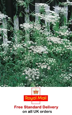 £2.95 • Buy 300 X ANISE SEEDS - Sow After Last Frost - Fast Dispatch - Grow Your Own Herbs